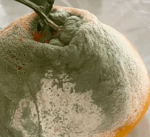 The Luxury Moldy Fruit Trend: Why Collectors Pay Premium Prices - image 4