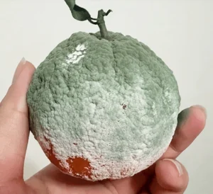 The Luxury Moldy Fruit Trend: Why Collectors Pay Premium Prices - image 1