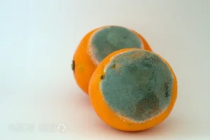 The Luxury Moldy Fruit Trend: Why Collectors Pay Premium Prices - image 2