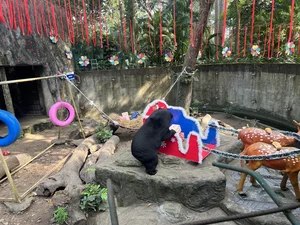 Meet Noel: The Famous Bear at Saigon Zoo and Botanical Gardens - image 4