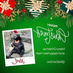 Meet Noel: The Famous Bear at Saigon Zoo and Botanical Gardens - image 0