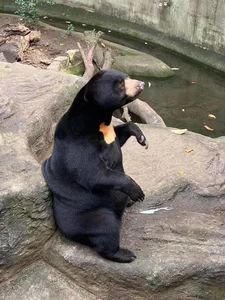 Meet Noel: The Famous Bear at Saigon Zoo and Botanical Gardens - image 3