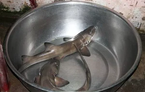 The Rare 'Sea Monster' Delicacy of Quang Binh Reserved for Honored Guests - image 3