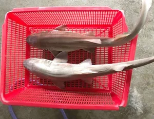 The Rare 'Sea Monster' Delicacy of Quang Binh Reserved for Honored Guests - image 7