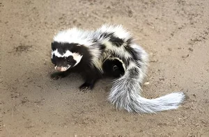 Discover the Wild Charm of the African Striped Polecat - Africa's Most Fearless Resident - image 6