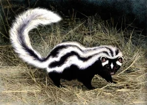 Discover the Wild Charm of the African Striped Polecat - Africa's Most Fearless Resident - image 5