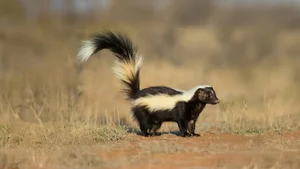 Discover the Wild Charm of the African Striped Polecat - Africa's Most Fearless Resident - image 4