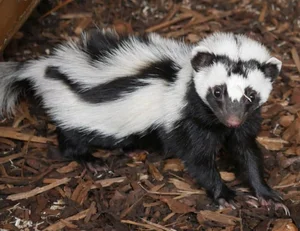 Discover the Wild Charm of the African Striped Polecat - Africa's Most Fearless Resident - image 0