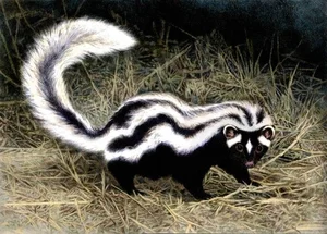 Discover the Wild Charm of the African Striped Polecat - Africa's Most Fearless Resident - image 7