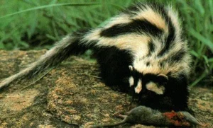 Discover the Wild Charm of the African Striped Polecat - Africa's Most Fearless Resident - image 1