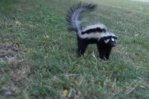Discover the Wild Charm of the African Striped Polecat - Africa's Most Fearless Resident - image 2
