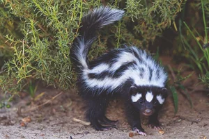 Discover the Wild Charm of the African Striped Polecat - Africa's Most Fearless Resident - image 3