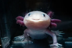 The Amazing Biological Regeneration Secrets of the Axolotl - image 9