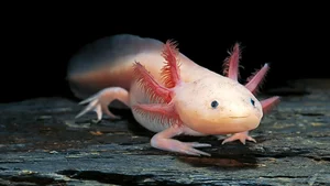 The Amazing Biological Regeneration Secrets of the Axolotl - image 7