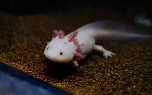 The Amazing Biological Regeneration Secrets of the Axolotl - image 1
