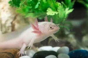 The Amazing Biological Regeneration Secrets of the Axolotl - image 6