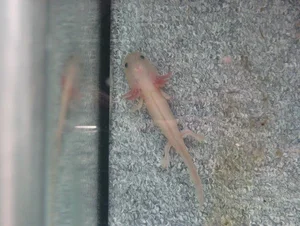 The Amazing Biological Regeneration Secrets of the Axolotl - image 4