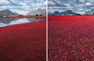 Unique Wonders of Canada: Surprising Facts and Breathtaking Sights - image 4
