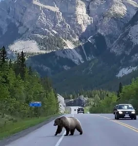 Unique Wonders of Canada: Surprising Facts and Breathtaking Sights - image 12