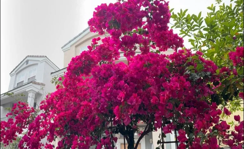The Legacy Lives On: A Look Inside the Late Singer Phi Nhung's US Home