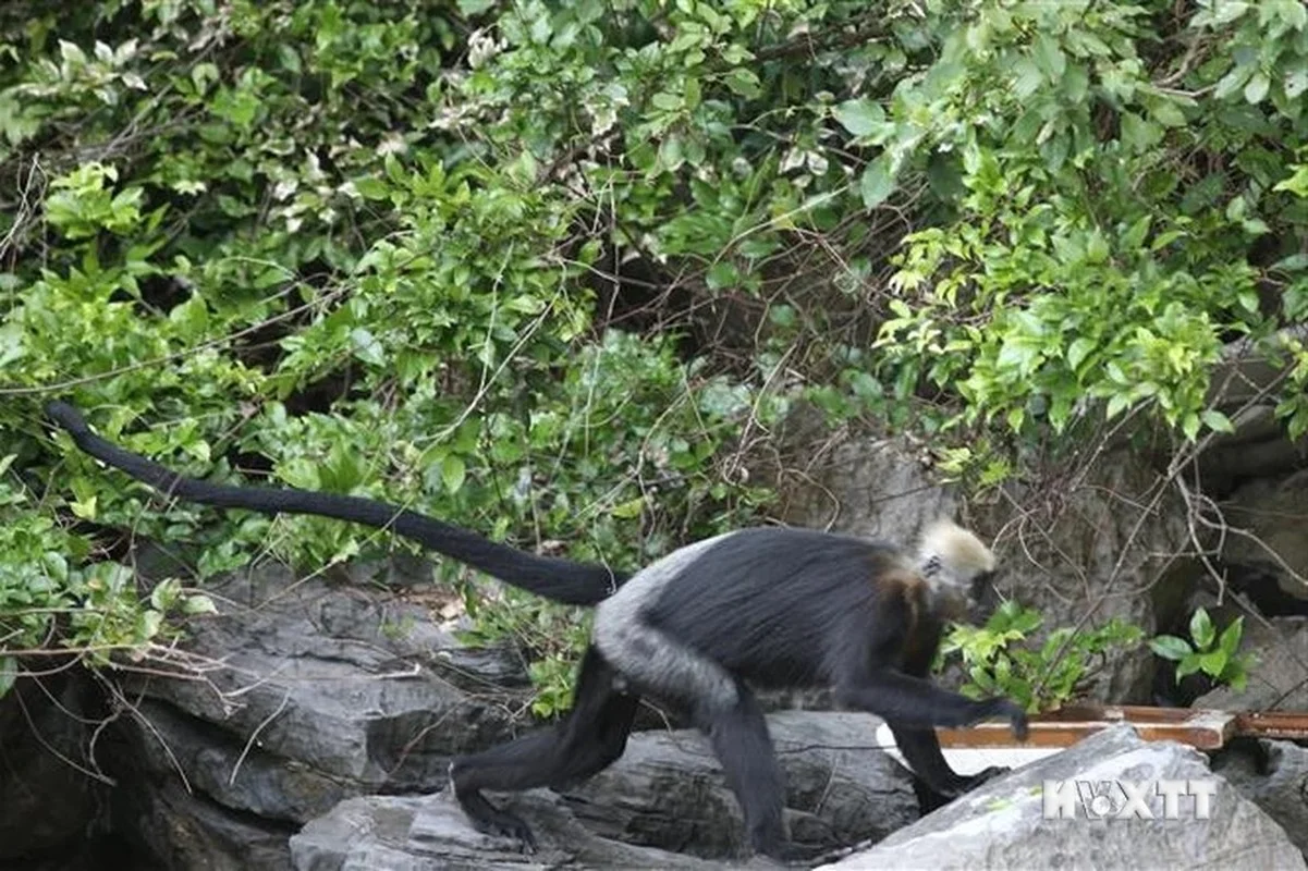 Protecting Vietnam’s Rare Wildlife: Endemic Species on the Brink of Extinction