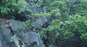 Protecting Vietnam’s Rare Wildlife: Endemic Species on the Brink of Extinction - image 4