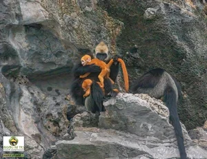 Protecting Vietnam’s Rare Wildlife: Endemic Species on the Brink of Extinction - image 2