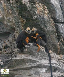 Protecting Vietnam’s Rare Wildlife: Endemic Species on the Brink of Extinction - image 7