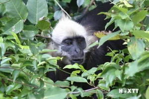 Protecting Vietnam’s Rare Wildlife: Endemic Species on the Brink of Extinction - image 6
