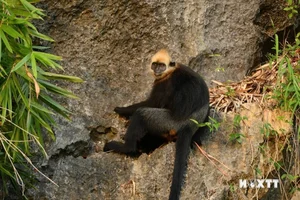 Protecting Vietnam’s Rare Wildlife: Endemic Species on the Brink of Extinction - image 1