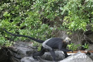 Protecting Vietnam’s Rare Wildlife: Endemic Species on the Brink of Extinction - image 0