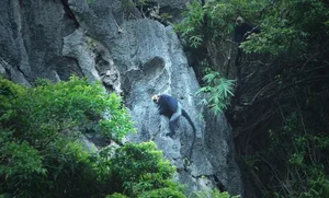 Protecting Vietnam’s Rare Wildlife: Endemic Species on the Brink of Extinction - image 5