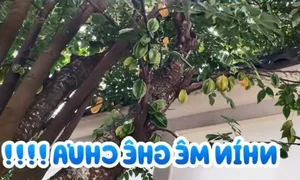 Touring NSND Hong Van's Stunning Villa Garden Filled with Exotic Fruits - image 6