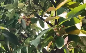 Touring NSND Hong Van's Stunning Villa Garden Filled with Exotic Fruits - image 0