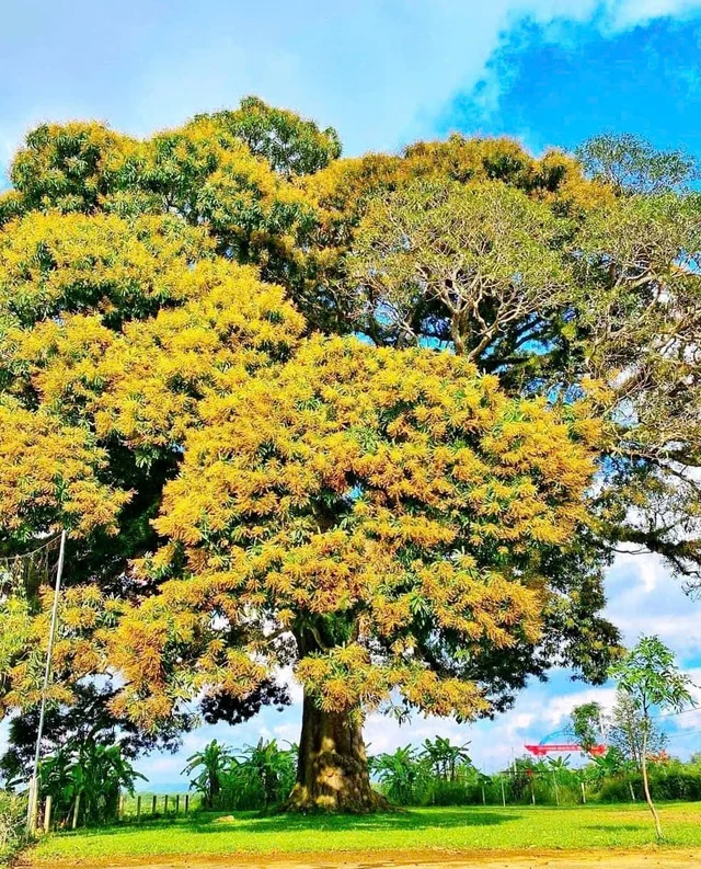The Ancient 800-Year-Old Troi Tree in Ha Tinh and Its Miraculous Blooms