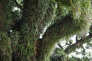 The Ancient 800-Year-Old Troi Tree in Ha Tinh and Its Miraculous Blooms - image 6