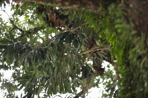 The Ancient 800-Year-Old Troi Tree in Ha Tinh and Its Miraculous Blooms - image 7