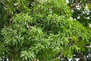 The Ancient 800-Year-Old Troi Tree in Ha Tinh and Its Miraculous Blooms - image 2