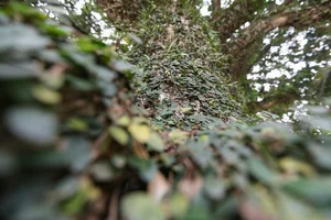 The Ancient 800-Year-Old Troi Tree in Ha Tinh and Its Miraculous Blooms - image 4
