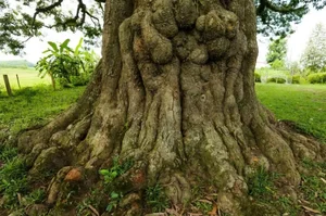 The Ancient 800-Year-Old Troi Tree in Ha Tinh and Its Miraculous Blooms - image 1
