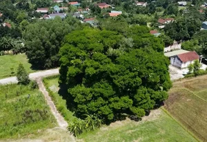 The Ancient 800-Year-Old Troi Tree in Ha Tinh and Its Miraculous Blooms - image 3