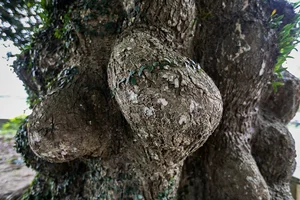 The Ancient 800-Year-Old Troi Tree in Ha Tinh and Its Miraculous Blooms - image 8