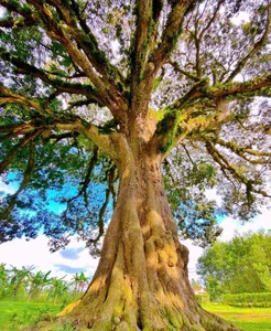 The Ancient 800-Year-Old Troi Tree in Ha Tinh and Its Miraculous Blooms - image 5