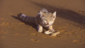Meet the Rare Four-Eared Cat Captivating Millions on Social Media - image 1