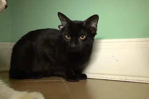 Meet the Rare Four-Eared Cat Captivating Millions on Social Media - image 2