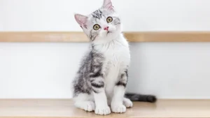 Meet the Rare Four-Eared Cat Captivating Millions on Social Media - image 4