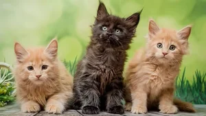 Meet the Rare Four-Eared Cat Captivating Millions on Social Media - image 0