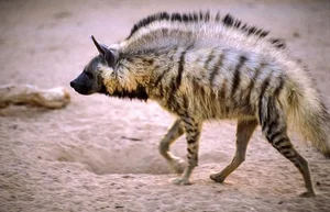 Discovering the Striped Hyena: Asia's Only Surviving Hyena Species - image 4