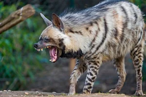 Discovering the Striped Hyena: Asia's Only Surviving Hyena Species - image 6