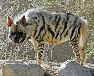 Discovering the Striped Hyena: Asia's Only Surviving Hyena Species - image 1